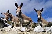 91 Belli e socievoli gli asinelli